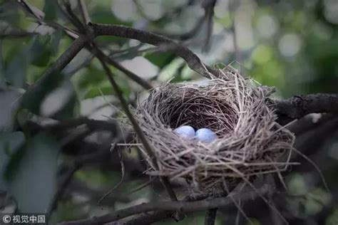 如何讓麻雀不要來築巢|鳥害防治！如何防止鳥築巢？友善驅鳥、防鳥方法推薦